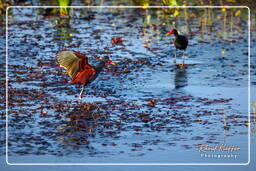 Pripri de Yiyi (770) Jacana noir