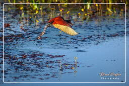 Pripri de Yiyi (775) Wattled jacana