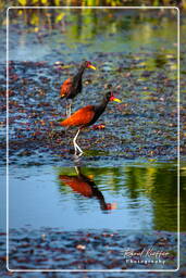 Pripri de Yiyi (781) Wattled jacana