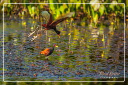 Pripri de Yiyi (790) Wattled jacana