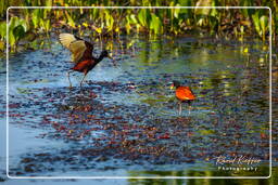 Pripri de Yiyi (815) Jacana dai barbigli