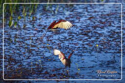 Pripri de Yiyi (917) Jacana dai barbigli giovanile