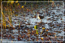 Pripri de Yiyi (1047) Jacana noir juvénile