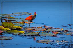 Pripri de Yiyi (1070) Jacana noir