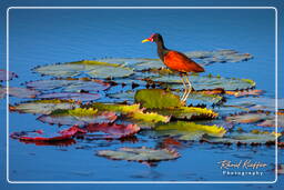 Wattled jacana, Pripri de Yiyi (1075)