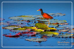 Pripri de Yiyi (1075) Wattled jacana