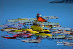 Pripri de Yiyi (1082) Jacana noir