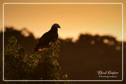 Pripri de Yiyi (1158) Black-collared hawk