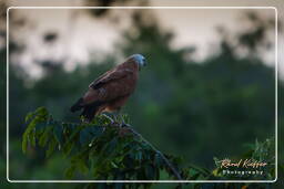 Black-collared hawk, Pripri de Yiyi (1217)