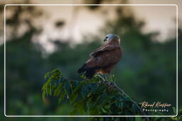 Pripri de Yiyi (1219) Black-collared hawk