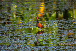 Pripri de Yiyi (1460) Jacana noir