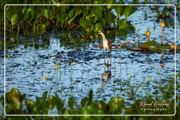 Pripri de Yiyi (1490) Jacana noir juvénile