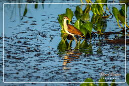 Jevenile wattled jacana, Pripri de Yiyi (1596)