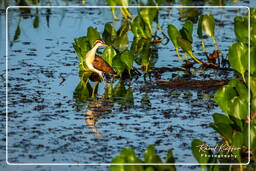 Pripri de Yiyi (1599) Jacana noir juvénile