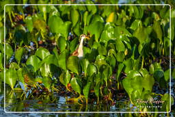 Jevenile wattled jacana, Pripri de Yiyi (1640)
