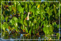 Pripri de Yiyi (1640) Jacana noir juvénile