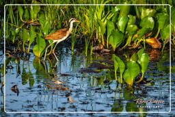 Pripri de Yiyi (1647) Jacana común juvenil