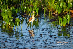 Pripri de Yiyi (1674) Jacana noir juvénile