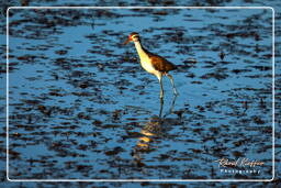 Jevenile wattled jacana, Pripri de Yiyi (1724)