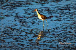 Pripri de Yiyi (1724) Jevenile wattled jacana