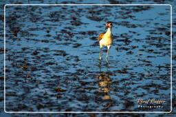 Jevenile wattled jacana, Pripri de Yiyi (1747)