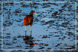Wattled jacana, Pripri de Yiyi (1818)