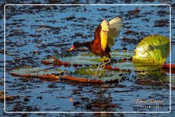 Wattled jacana, Pripri de Yiyi (1828)