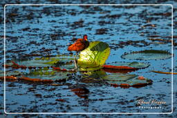 Wattled jacana, Pripri de Yiyi (1840)