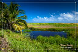 Salines de Montjoly (142)