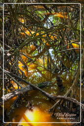 Salines de Montjoly (510)