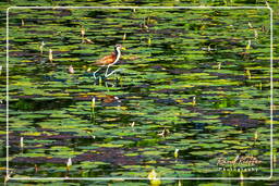 Jevenile wattled jacana, Salines de Montjoly (599)
