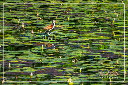 Salines de Montjoly (599) Jugendliche Gelbstirn-Blatthühnchen