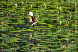 Jevenile wattled jacana, Salines de Montjoly (601)