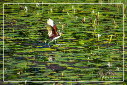 Salines de Montjoly (601) Jevenile wattled jacana