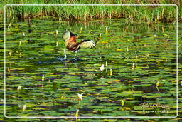 Jevenile wattled jacana, Salines de Montjoly (606)