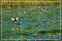 Jevenile wattled jacana, Salines de Montjoly (647)