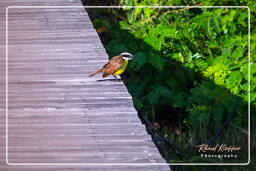 Lesser kiskadee, Salines de Montjoly (658)