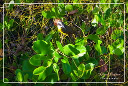 Lesser kiskadee, Salines de Montjoly (681)
