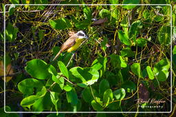 Lesser kiskadee, Salines de Montjoly (689)