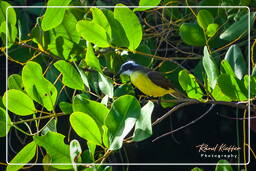 Lesser kiskadee, Salines de Montjoly (702)