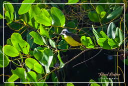 Lesser kiskadee, Salines de Montjoly (703)