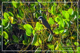 Lesser kiskadee, Salines de Montjoly (711)