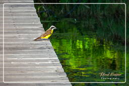 Lesser kiskadee, Salines de Montjoly (793)