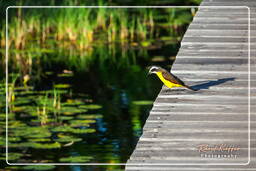 Lesser kiskadee, Salines de Montjoly (795)