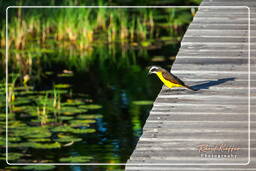 Salines de Montjoly (795) Lesser kiskadee