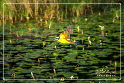 Salines de Montjoly (798) Lesser kiskadee