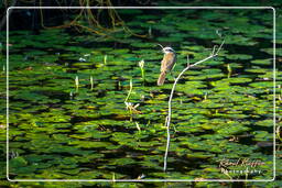 Lesser kiskadee, Salines de Montjoly (808)