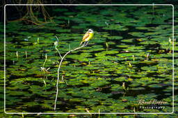 Lesser kiskadee, Salines de Montjoly (824)