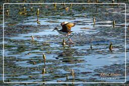 Salines de Montjoly (831) Jacana común juvenil