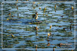 Salines de Montjoly (884) Jacana noir juvénile